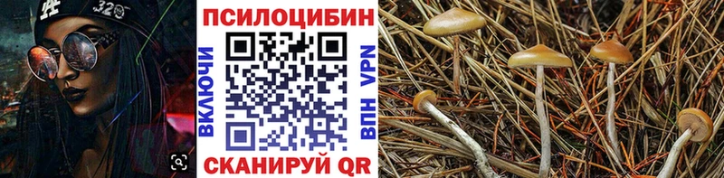 купить   Севастополь  Псилоцибиновые грибы GOLDEN TEACHER 